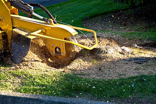 Residential Tree Removal in Bushnell, FL